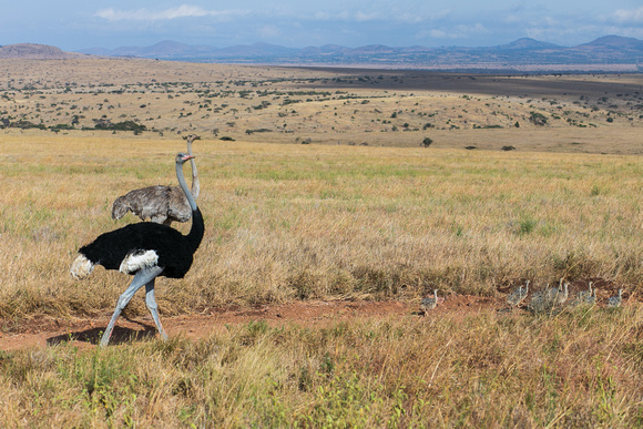 Family of Somali Ostriches